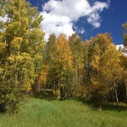 Aspens are Turning