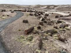 Petrified Forest National Park