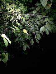 IMG_1931.JPG