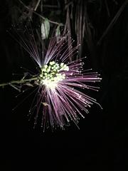IMG_1932.JPG