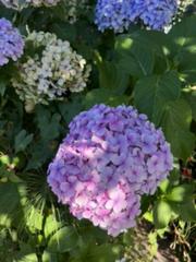 IMG_3830.HEIC