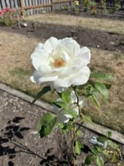IMG_3896.HEIC