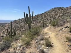 Saguaro National Park