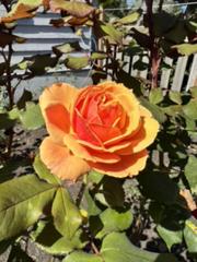 IMG_3897.HEIC