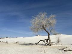 Dune Life Nature Trail